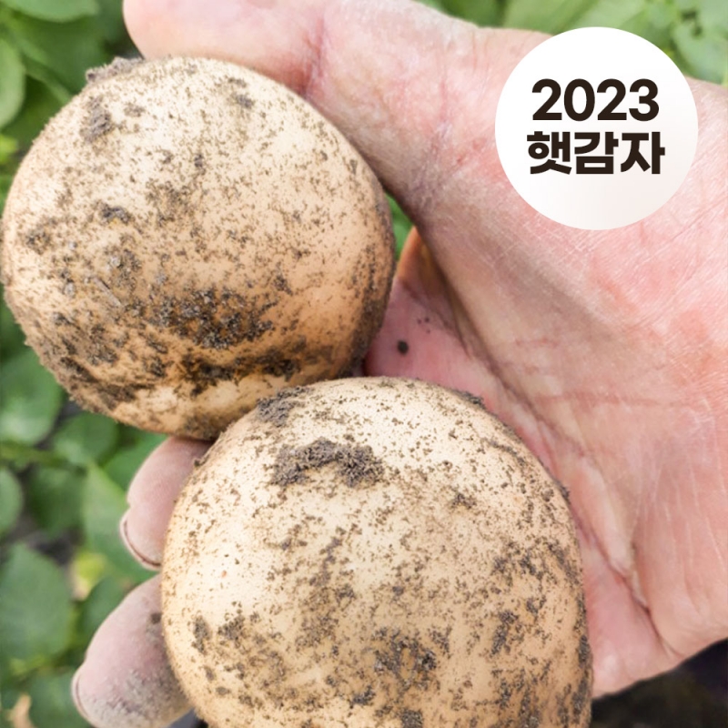 [남도픽] 24년산 포슬포슬 황토밭 햇수미감자 3kg
