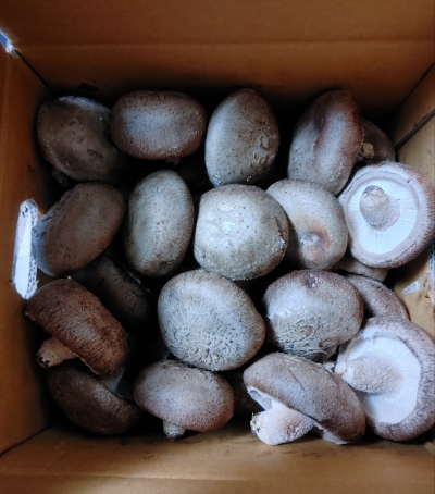(나도람) 함평 무농약 쫄깃한 표고버섯 (1kg)