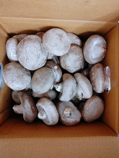(나도람) 함평 무농약 쫄깃한 표고버섯 (1kg)