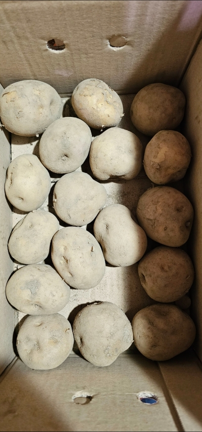 (베리굿스) 24년산 햇감자 선별 발송 햇 감자 3kg (대)