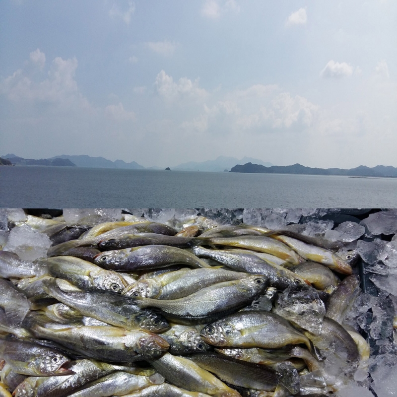 (장수웰빙수산) 목포참조기 10마리 (800g내외)