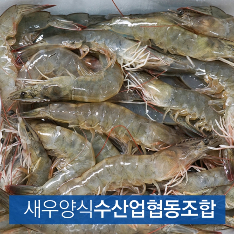 (새우양식수협) 흰다리새우 1kg 35~40미 왕새우 (냉동)