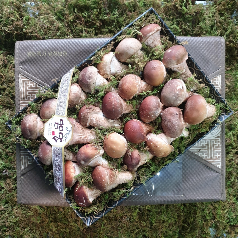 참송이버섯 선물세트 (송이버섯700g+버섯칩)