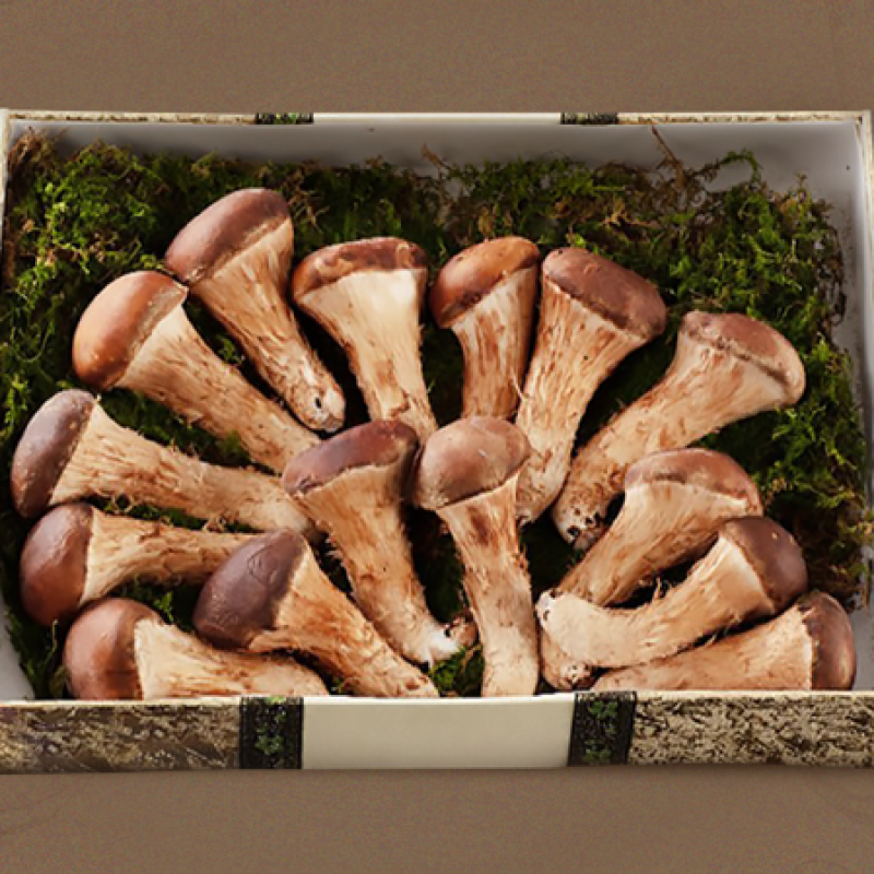 [농식품바우처] (버섯 1번지)참송이 선물세트 5호 (중 사이즈 1.3kg)